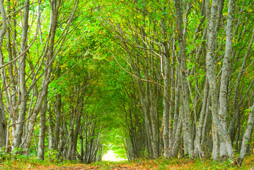 ground road among the autumn forest coverd by red dry leaves, peaceful outdoor seasonal scene © Yuriy Kulik