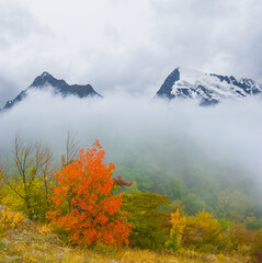 mountain valley covered by the forest in mist an dense clouds © Yuriy Kulik