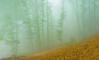 tropical forest on the mount slope in dense mist © Yuriy Kulik