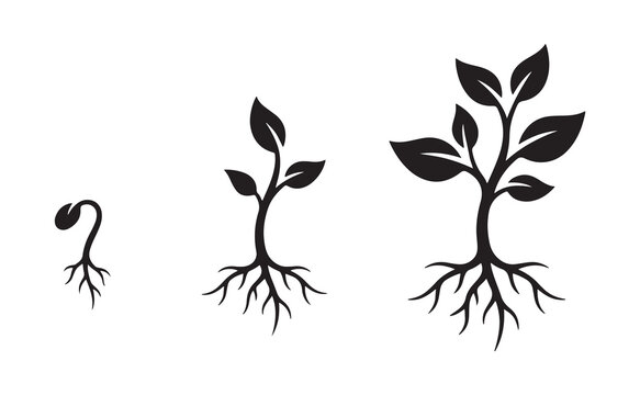 Plant germination and growth progress stages vector silhouette from sprout to young tree