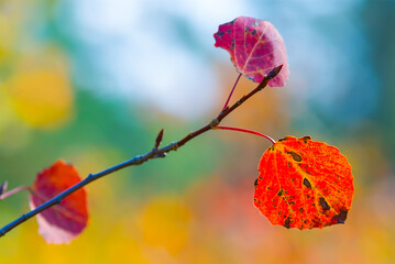 closeup red dry aspen tree bramch in the forest, autumn outdoor scene © Yuriy Kulik