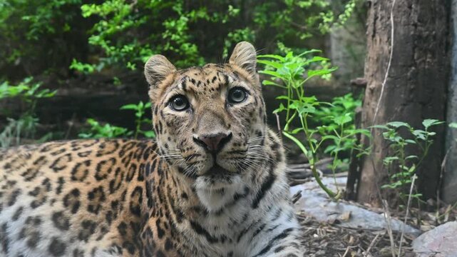 A leopard with striking spotted fur and alert eyes lies in a dense, lush green forest, looking directly at the camera