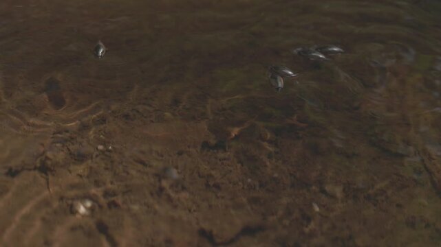 Pinwheel beetles moving on the water surface creating circular ripples, reactive aquatic insects hunting in natural freshwater environment in slow motion. ProRes 422 10 bit ungraded C-LOG..