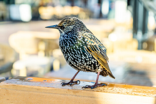 Bird Starling European Sturnus vulgaris closeup.