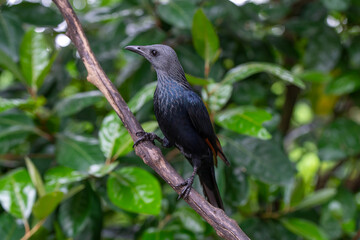 Obraz premium A red-winged starling sits on a wooden bar. The background is a close-up, showing the bird in sharp focus.