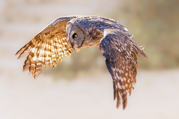 Chouette lapone en plein vol, ailes largement déployées, photographiée de profil dans une lumière douce et naturelle.  © InestDjo