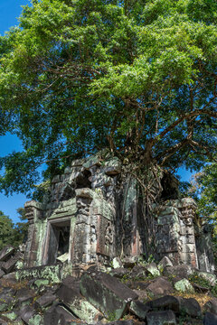 Tree growing on the ruins of Prasat Beng Mealea, khmer temple in the jungle, Angkor, Cambodia