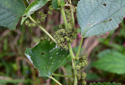 Ramie (Boehmeria nivea) flowers. Urticaceae useful plant. The female flowers form pale green spherical clusters, while the male flowers have yellowish-white tepals.
