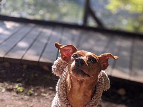 犬