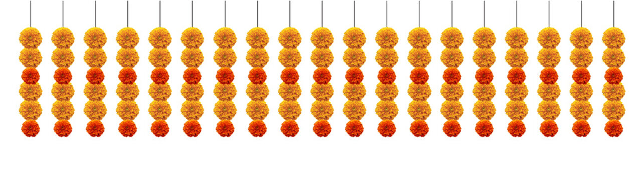 Orange red hanging marigold flowers decorative design element