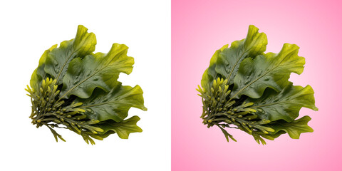 Fresh green seaweed cluster isolated on transparent background © MDMAHMUD