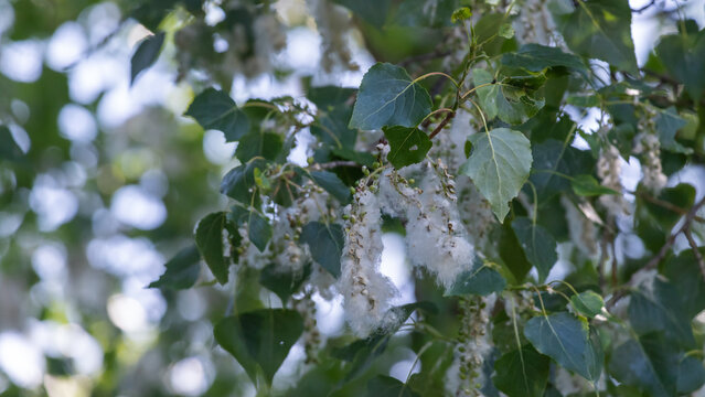 White cottonwood seed fluff clings to green poplar branches under a bright blue sky, creating a light, airy spring and summer scene that conveys calm, nature and seasonal change.