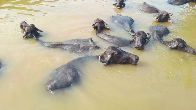 Herd of Domestic Water Buffaloes Bathing and Cooling Off in a Pond in Rural India