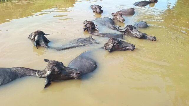 Herd of Domestic Water Buffaloes Bathing and Cooling Off in a Pond in Rural India