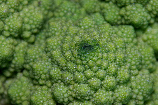 Romanesco Cauliflower close-up, macro detail of green vegetable.