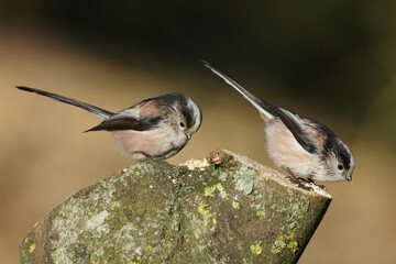 Two long-tailed tits (Aegithalos caudatus) perched on a mossy tree stump in sunny weather © Badr