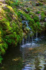 Fototapeta premium Peaceful river flowing through a green forest