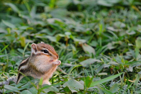 Cute siberian chipmunk in green grass with copy space