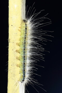 Caterpillar Insect Extreme Close-Up macro photography Nature Background