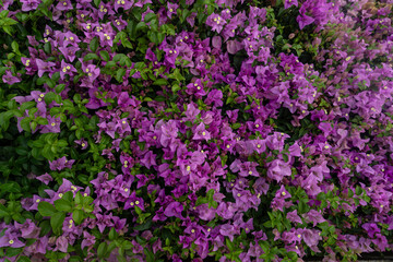 Obraz premium Purple Bougainvillea Flowers and Green Leaves Floral Background