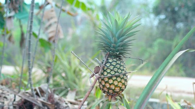 pineapple on the tree ready for harvest