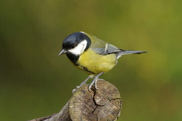 Great tit Parus major perched on a mossy branch in natural forest habitat, beautiful small songbird with yellow breast and black head close-up profile view © Badr