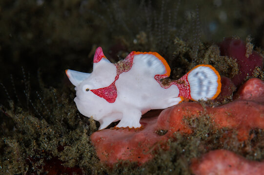 Juvenile warty frogfish resting on colorful sponge in Ambon waters