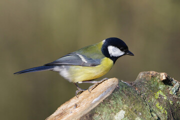 Great tit (Parus major) perched on a tree stump in spring, colorful songbird close up profile view with copy space © Badr