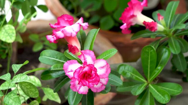 Adenium or Desert Rose double petal flowers