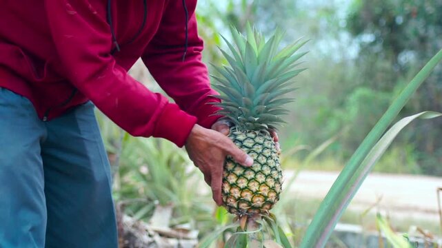 man picking ripe pineapple in the garden