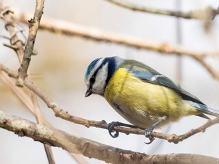 Mésange à tête bleue de profil © Lenaick