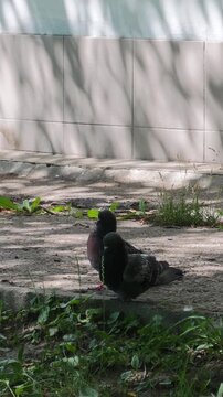 Two city pigeons copulating on a sunny park walkway near green grass. One male pigeon mounts female bird during natural breeding behavior outdoors on a bright sunny summer day.