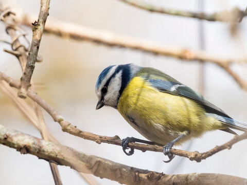 M&eacute;sange &agrave; t&ecirc;te bleue de profil