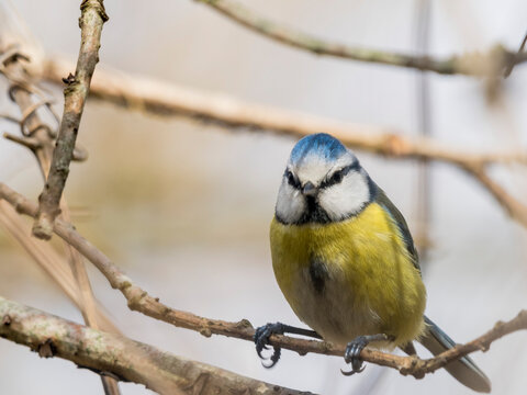 M&eacute;sange &agrave; t&ecirc;te bleue de face