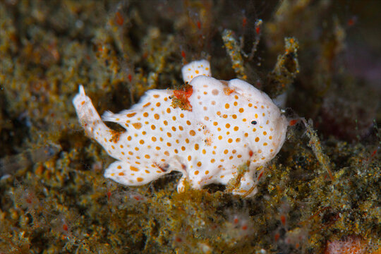 Warty frogfish camouflaged on Ambon reef substrate in Indonesia