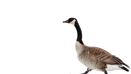 Wild canada goose bird walking sideways fauna isolated on transparent background © Lewis