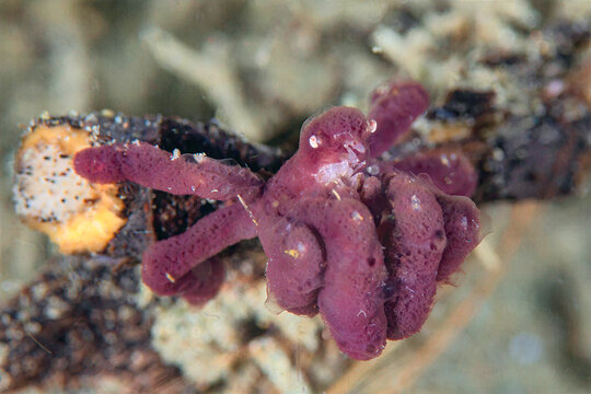 Hairless orangutan crab camouflaged with purple sponge on Ambon reef