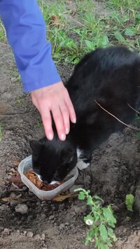 A human hand tenderly pets a tuxedo black cat eating delicious food from a transparent bowl on the dirt outdoors, illustrating kindness, care, and love for stray street animals.