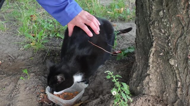 A kind person gently pets a stray homeless black tuxedo cat eating dry kibble food from a plastic container near a large tree trunk outdoors in a park on a sunny day.
