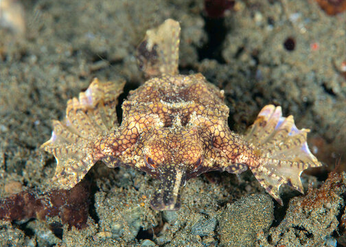 Common Seamoth Eurypegasus draconis Resting on Sandy Seafloor in Ambon