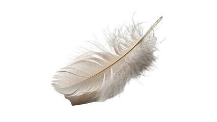Single delicate soft white bird feather object isolated on transparent background © Lewis