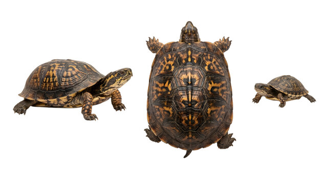 Three views of an eastern box turtle isolated on transparent background