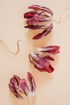 Dried Tulip Flowers Still Life