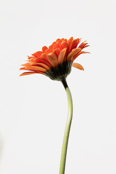 Close-up of Orange Gerbera Flower on White