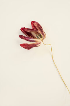 Tulip flower aesthetic with bent stem and dry petals