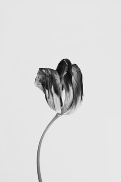 Single tulip flower with fading petals. Monochrome, black and white