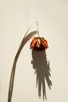 Minimalist floral composition with geometric shadows and warm lighting