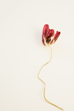 Isolated withered tulip bloom on bright clean background