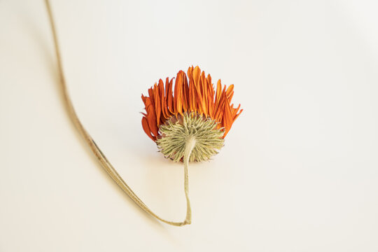 Isolated withered gerbera bloom on bright clean background