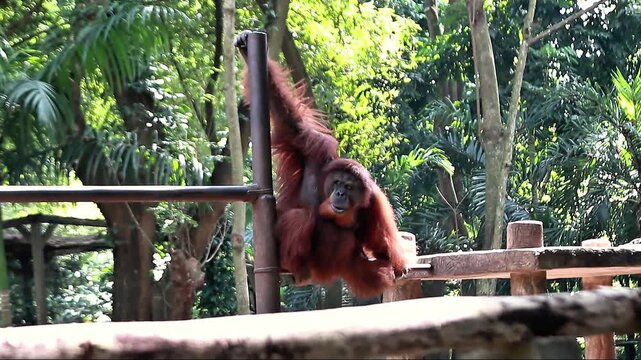 Video An orangutan doing various activities, hanging, eating, and sleeping at the zoo in Lombok, Indonesia on a bright morning.